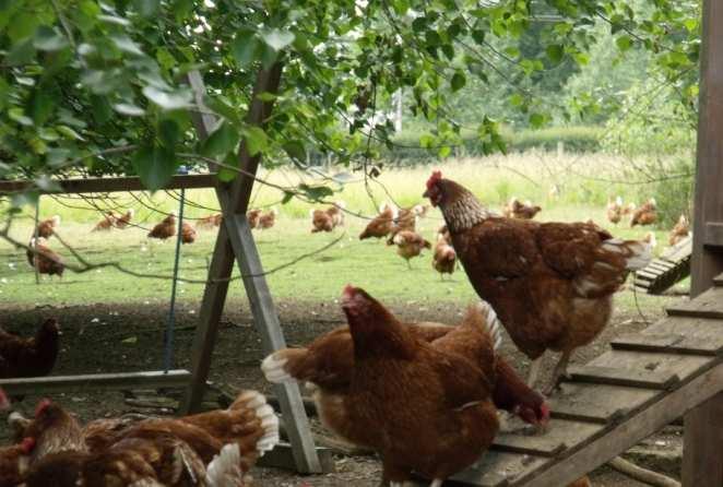 crowded than alternative systems Cannot dust-bathe or perch high and opportunity to exercise very limited A cage is still a cage Hens in barn systems Free-range systems for hens +