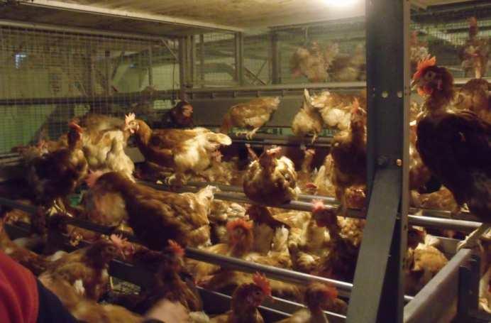 to go outside + Can dust-bathe, scratch for food, perch and lay their eggs in nests + Generates valuable additional income for rural communities Hens are not free to go outside The