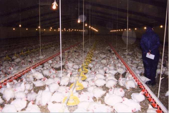 How should we treat farm animals? Chicken production worksheet Do you agree or disagree with these systems of egg production. Are some better than others?