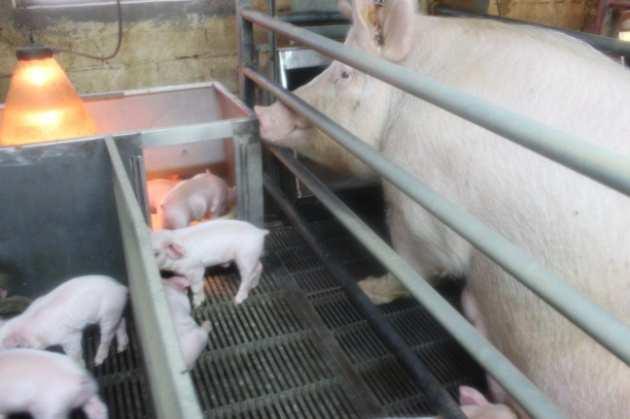 How should we treat farm animals? Pig breeding worksheet Do you agree or disagree with these systems of egg production. Are some better than others?