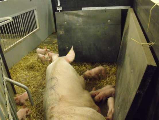 leading to stress and risk of still-births Caged sows are less content and produce less milk, so more piglets starve Indoor free-farrowing Breeding pigs outdoors + Gives sows some freedom of movement