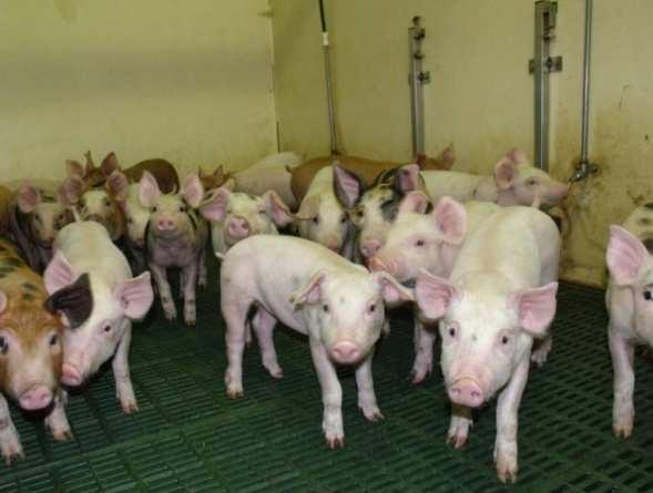 How should we treat farm animals? Pigmeat production worksheet Do you agree or disagree with these systems of egg production. Are some better than others?