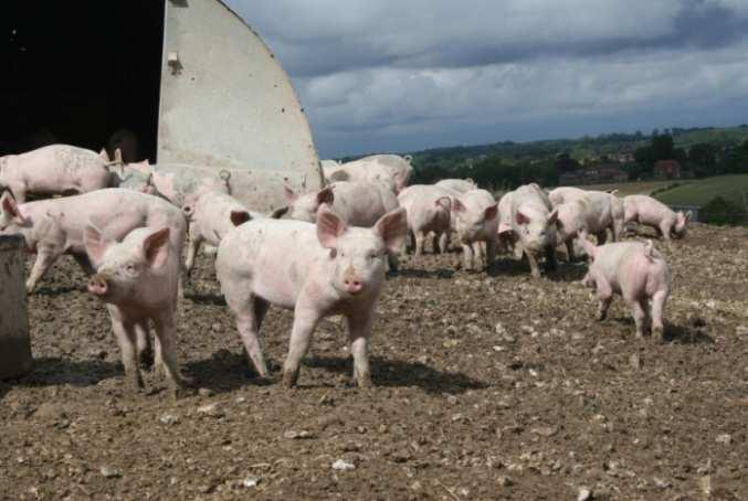 keep tails on pigs without a high risk of tail-biting Straw is expensive and requires extra labour which adds to the cost of production The system can be more difficult to keep clean The pigs can t