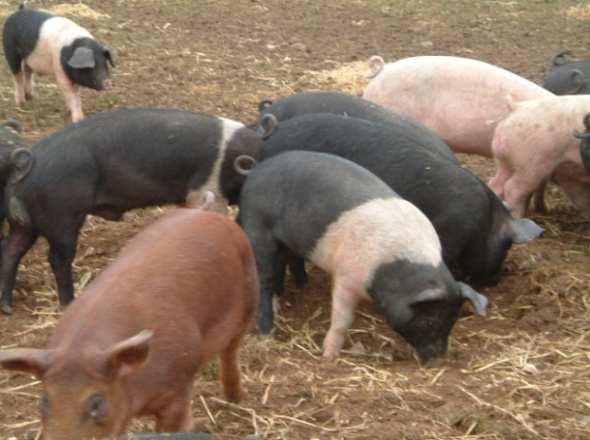 consume additional feed Requires extra labour which also adds to costs The pigs plough up the ground so that nutrients run off into the water supply + Piglets stay longer with their mothers so they