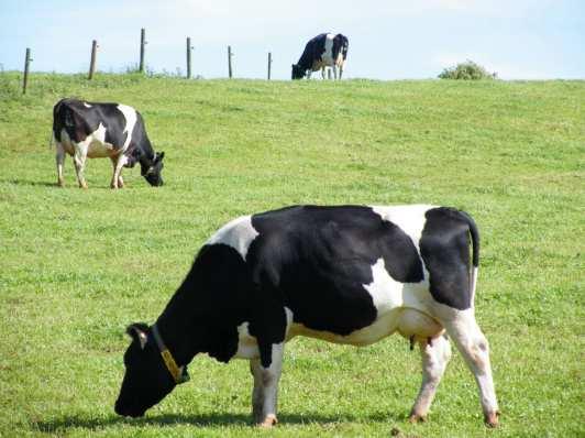 Why not breed cows which can maintain good health and moderate yields on grass?