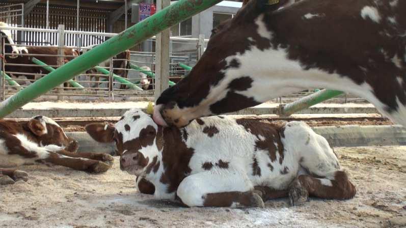 and pleasurable for the cow + Calves learn social skills from their mother + Calves growing faster and better on their mothers milk The calves will consume most of the milk so there is less to feed