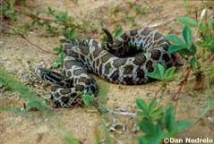 This non-venomous water snake is often mistaken for a water moccasin and is subsequently killed. Water moccasins, which are venomous, do not occur anywhere near Wisconsin.