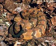 Timber Rattlesnake (Crotalus horridus) Family: Viperidae Size: 36-56 in. Status: Protected Wild Animal Description: This is the larger of the two rattlesnakes and it is also heavy-bodied.