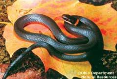 Unlike most snakes, the northern ringneck makes its home in moist deciduous forests. Its diet consists of earthworms, beetles, salamanders, frogs, and other small snakes.