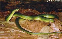 The bright emerald green color of this snake makes it easy to identify, although buff-colored individuals may be found in northern and central Wisconsin.