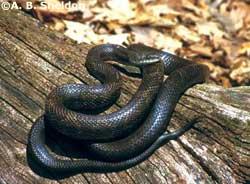 Black Rat Snake or Pilot Snake (Elaphe bsoleta) Size: 40-72 in. Status: Protected Wild Animal Description: This long and muscular snake is Wisconsin s only arboreal (tree-dwelling) snake.