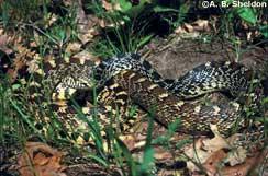 Blotches along the snake's midsection may vary from black to reddishbrown. The neck region tends to be heavily mottled with black and white. The prominent deep triangular head shape is distinctive.