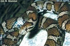 Description: This snake has a gray or light brown background color with three rows of reddish-brown or brown blotches bordered with black.