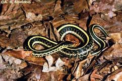 This gartersnake has an especially small head and a thick neck.