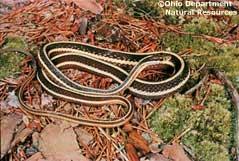 Northern Ribbon Snake (Thamnophis sauritus) Size: 18-26 in. Status: Endangered Description: This gartersnake resembles other gartersnakes at first glance, although it is generally much more slender.