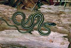Northern ribbon snakes appear to be restricted to sphagnum bogs in south central and eastern Wisconsin and may be found basking in leatherleaf, blueberry, or snowberry brush.