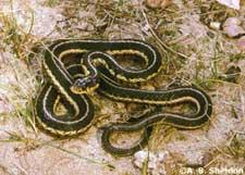Common gartersnake (Thamnophis sirtalis) Size: 17-26 in. Description: As their name suggests, this species is Wisconsin's most abundant snake.