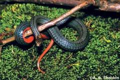 Northern Redbelly Snake (Storeria occipitomaculata) Size: 8-10 in.