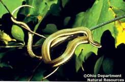 Queen Snake (Regina septemvittata) Size: 15-24 in. Status: Endangered Description: This is a medium-sized water snake.