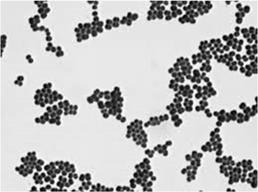 GRAM POSITIVE ORGANISMS Gram positive cocci» Staphylococcus