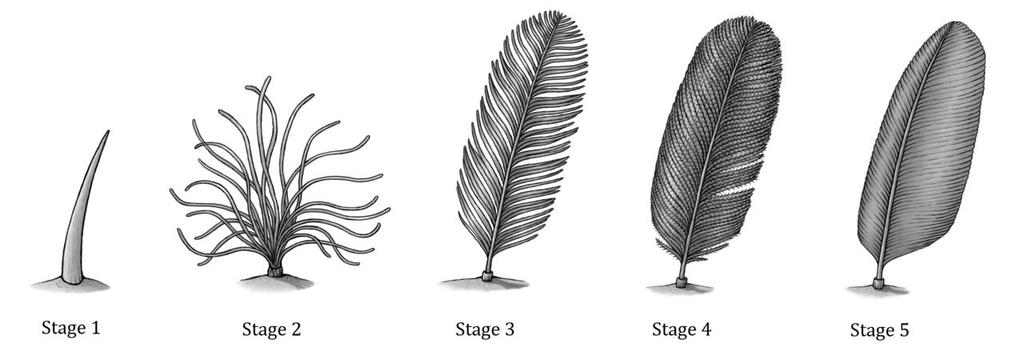 Feather Evolution KNOW THESE STAGES and