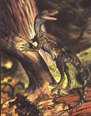 Small (< 10kg) basal theropods, Staurikosaurus Primitive pro-avian