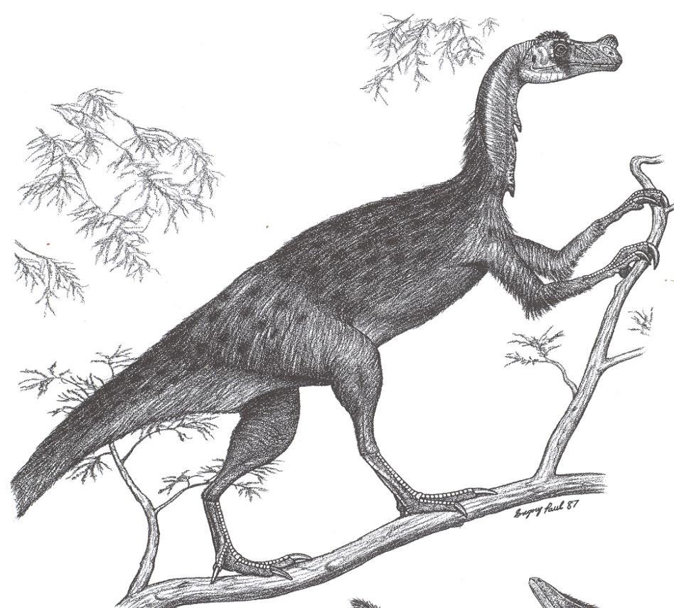 Mesozoic Era, mid Jurassic (180 MYA) Averostra and Avetheropod (bird-snouted); Sinornithosaurus simple feathers all over body did not evolved to fly or glide better climbing