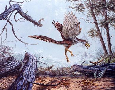 (2) Hybrid: feathers arose in land-based dinosaurs and flight as they moved into trees - closest pre-birds small and adapted to