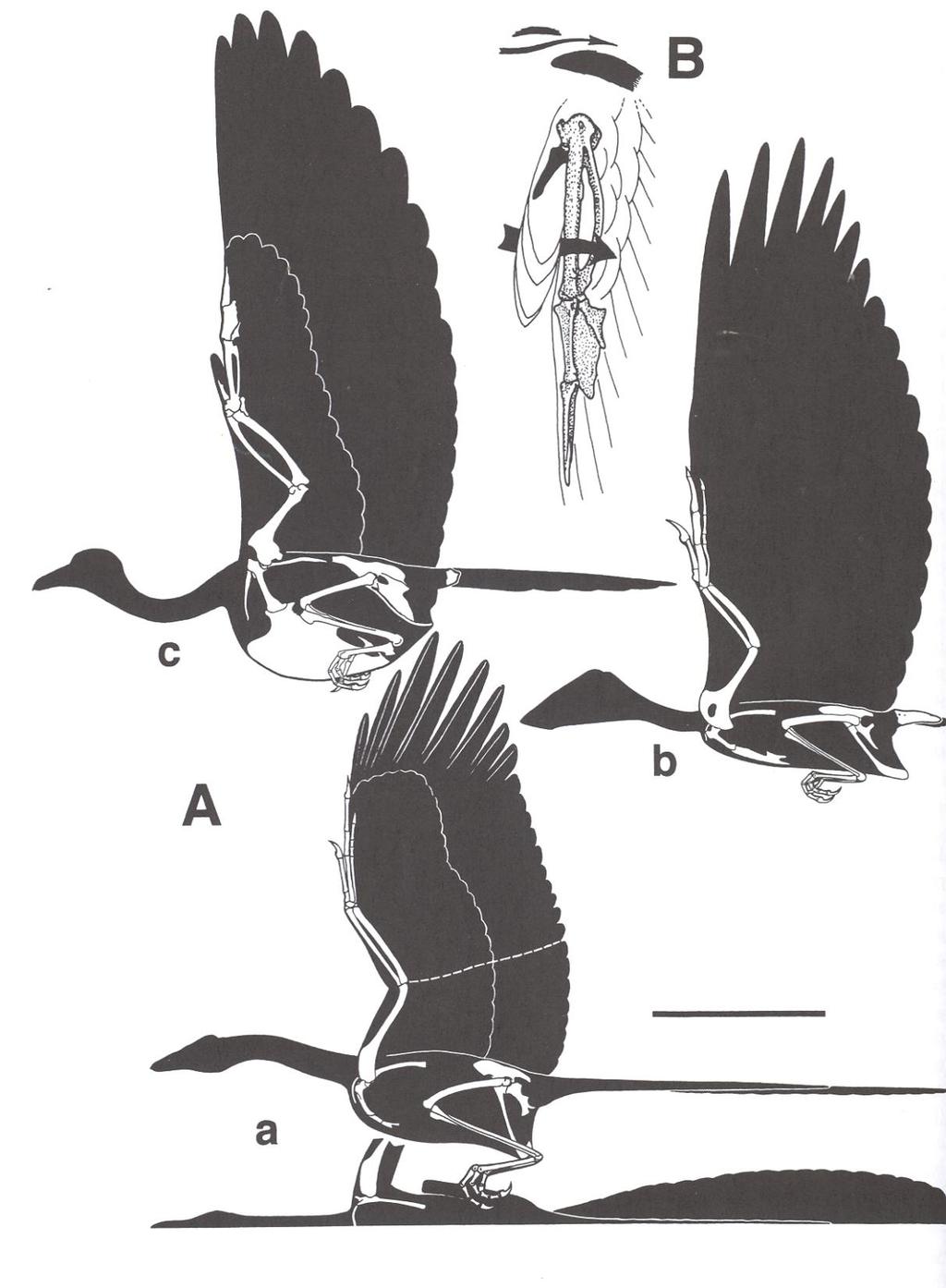 How about Archaeopteryx: Glider or flyer?