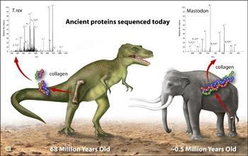 Similarity of T-rex collagen DNA to
