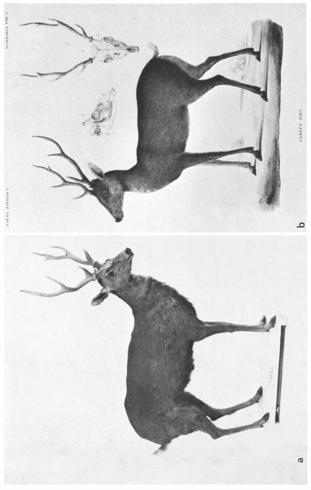 Fig. a. RMNH reg. nr. 25987, lectotype of Cervus nippon Temminck, 1836 and of Cervus sika Temminck, 1844; Cat. syst, a, figured in Fauna Japonica, pl. 17.