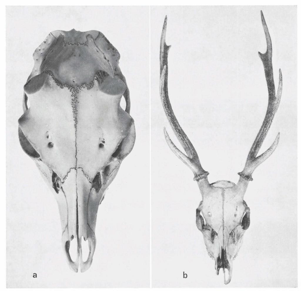 ZOOLOGISCHE MEDEDELINGEN 53 (2) PL. 2 Fig. a. Skull RMNH reg. nr. 25988, paralectotype of Cervus nippon Temminck, 1836 and of Cervus sika Temminck, 1844; Cat. ost.