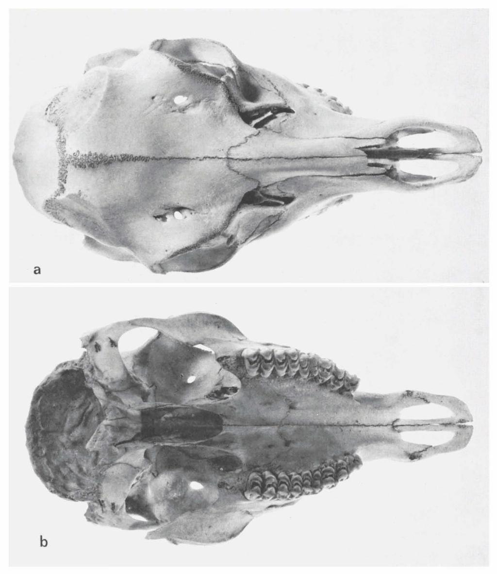 ZOOLOGISCHE MEDEDELINGEN 53 (2) PL. 3 Fig. a. Skull RMNH reg. nr.