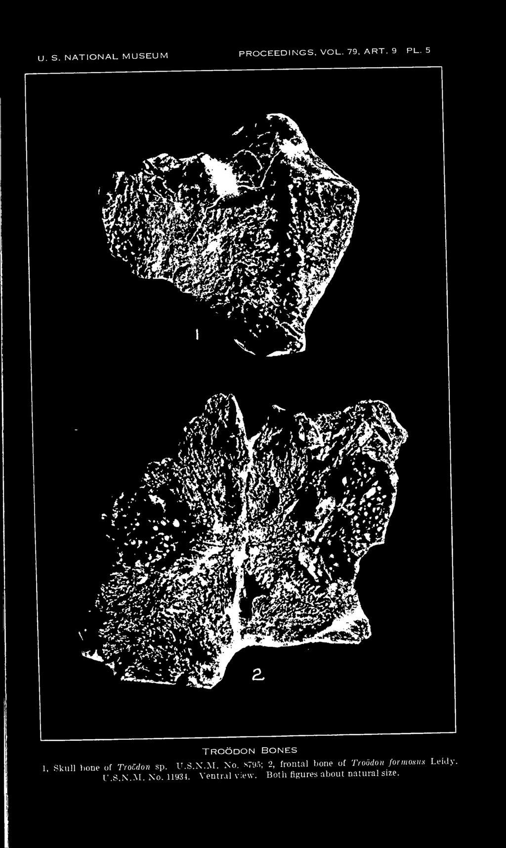 8795; 2, frontal bone of Troodon