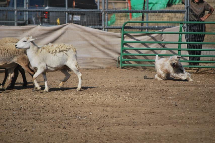 Continuing the example set by its NorCal and DelVal colleagues, the SCWT Club of Southern California (SCWTCSC) has held four consecutive annual herding instinct tests from 2006 through 2009,