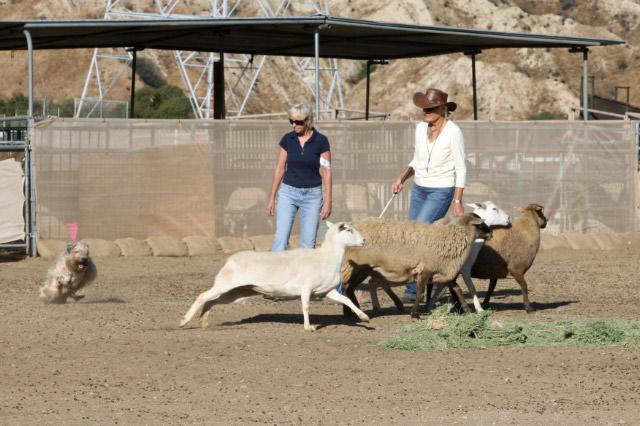 Under the expert evaluation of renowned AKC and AHBA herding judge Judy Vanderford, each annual event has continued to heighten the enthusiasm of club members for herding.