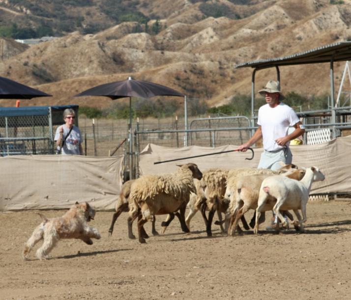 The 2009 event was the SoCal club s first sanctioned herding event, again judged by Judy Vanderford. Of 13 SCWTs, 11 qualified for their first leg of the American Herding Breed Assn.