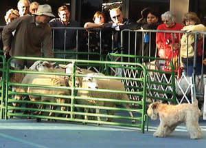Special Wheaten appearance at the AKC/Eukanuba Herding Demo, Long Beach, CA, December 1-2, 2007 In addition to 11 dogs among the AKC-approved herding breeds, Ch.