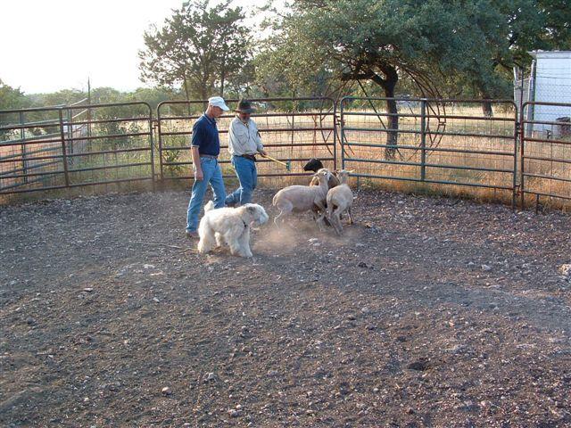 Bob Johnson did a great deal of herding training at the Raspberry Ridge Sheep Farm with his Irish coated Wheaten, Bridget. Dr.