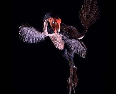 Artist s Rendition of Caudipteryx www.