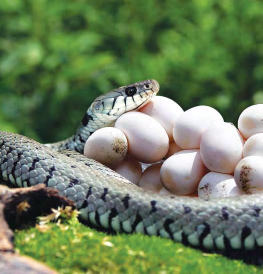 Birds aren t the only animals that lay eggs. Most reptiles do too.