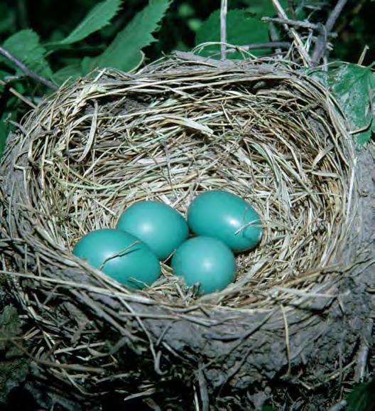 Bird eggs come in many shapes and sizes.