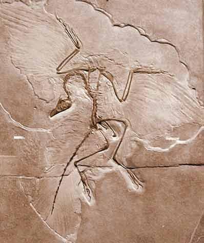 http://www.hmnh.org/images/archaeopteryx.