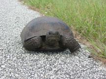 Gopher Tracker Danielle Dangleman ddangleman@co.volusia.fl.us 386-736-5927 x2734 Become a GOPHER TRACKER!!! The gopher tortoise needs your help.