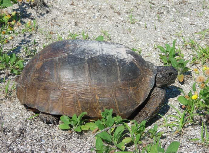 Description Gopher Tortoises are reptiles that have a gray-brown oval