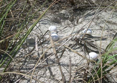 The female gopher tortoise will lay her eggs in May to June, she excavates a nest