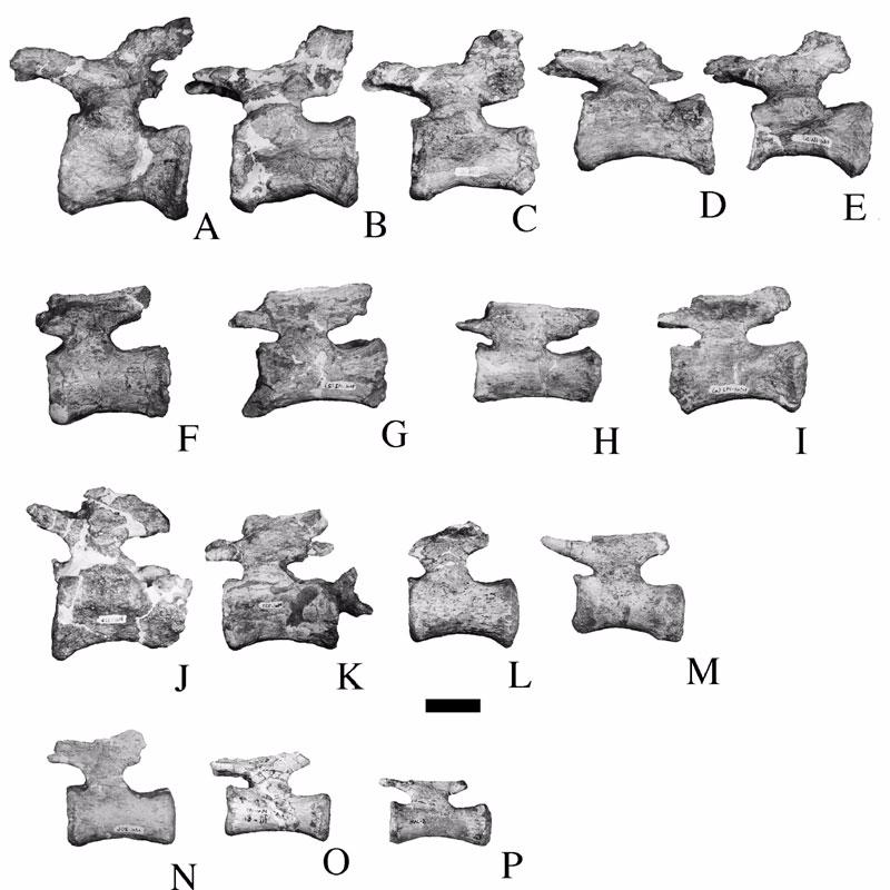 Figure 16. Middle and posterior caudal vertebrae of Malawisaurus dixeyi.
