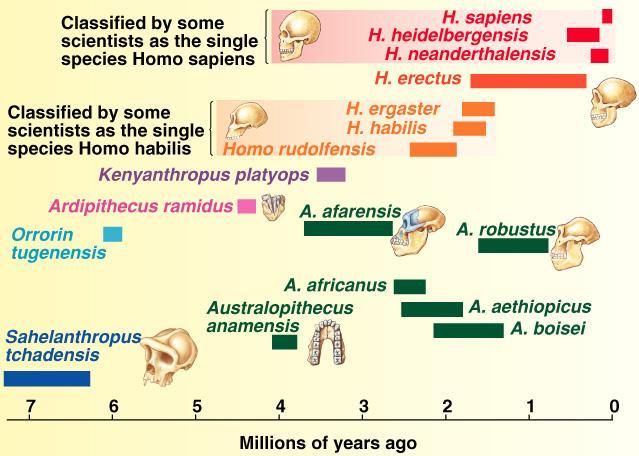 Hominid Evolutionary Tree About 1 meter tall Hominid dentition Australopithecines Bipedal seems to have evolved as our
