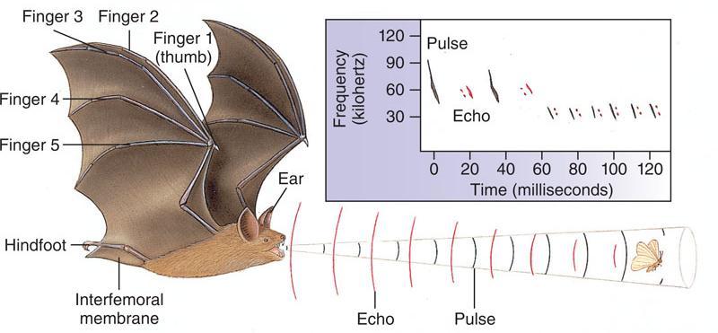 protein - flight Bats: wing of leathery membrane of skin stretched over