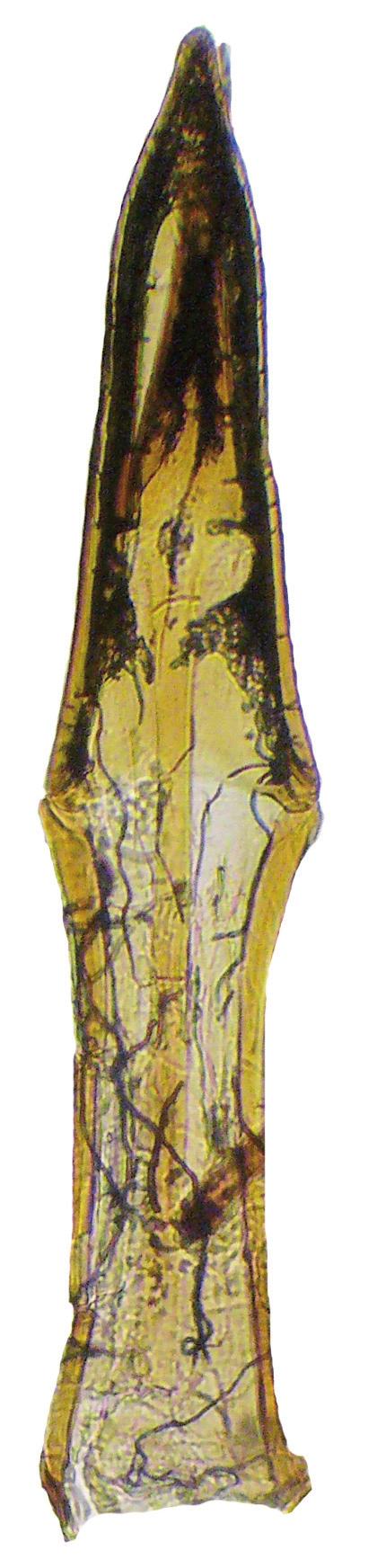 Pronotum subopaque, trapeziform, slightly globose dorsally, with narrow anterior and posterior collars.